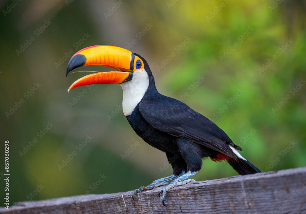 Fototapeta premium Portrait of Toco toucan (Ramphastos toco) with a big colored beak. Close-up. Brazil. Pantanal.