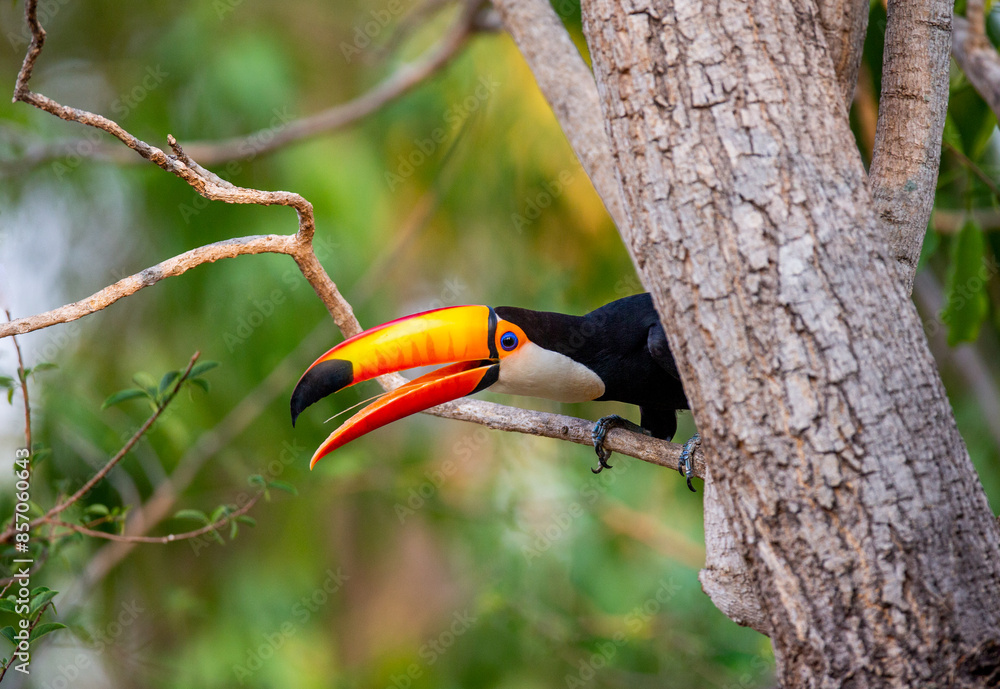 Obraz premium Toco toucan (Ramphastos toco) is sitting on a tree branch. Brazil. Pantanal. 