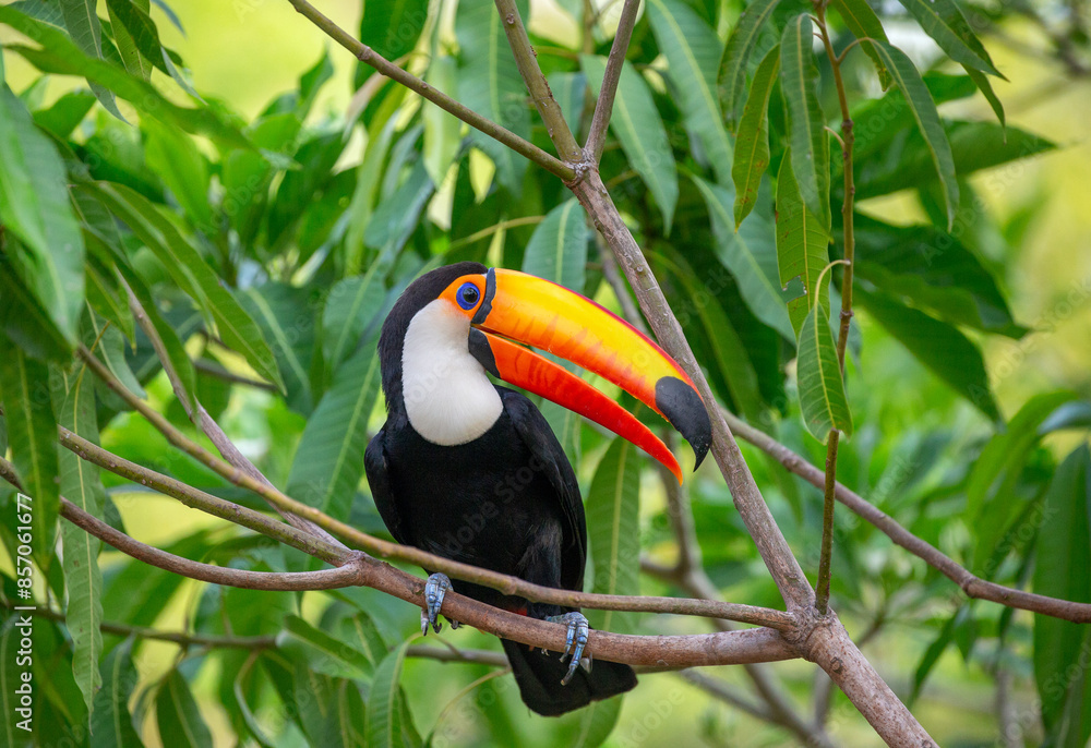 Toco toucan (Ramphastos toco) is sitting on a tree branch. Brazil. Pantanal.
Toco toucan (Ramphastos toco) is sitting on a tree branch. Brazil. Pantanal.