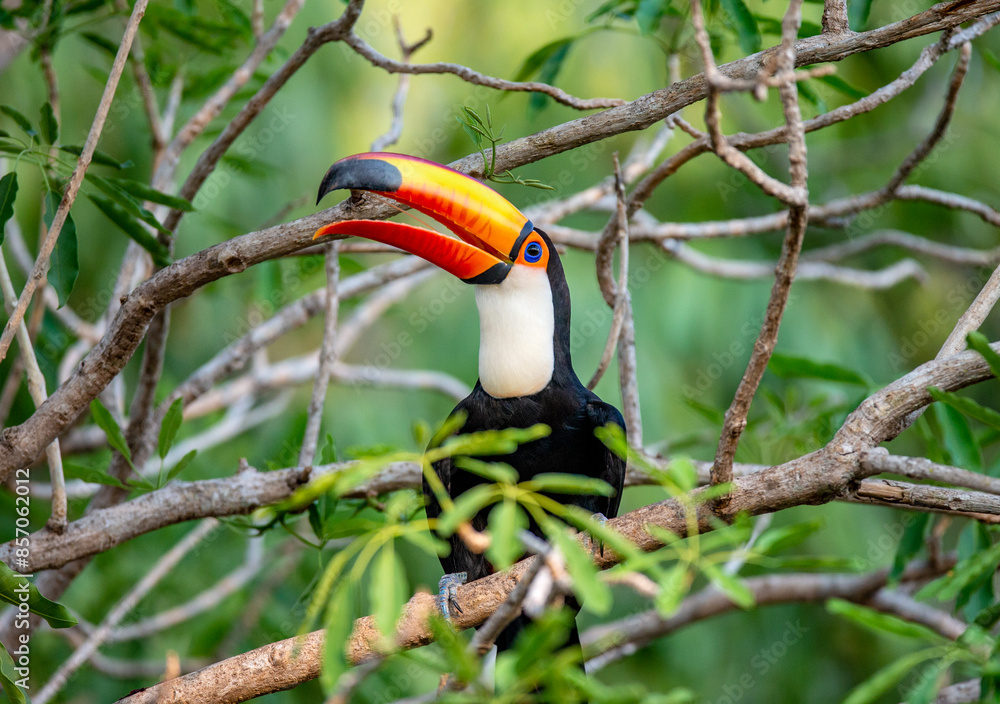 Obraz premium Toco toucan (Ramphastos toco) is sitting on a tree branch. Brazil. Pantanal. 