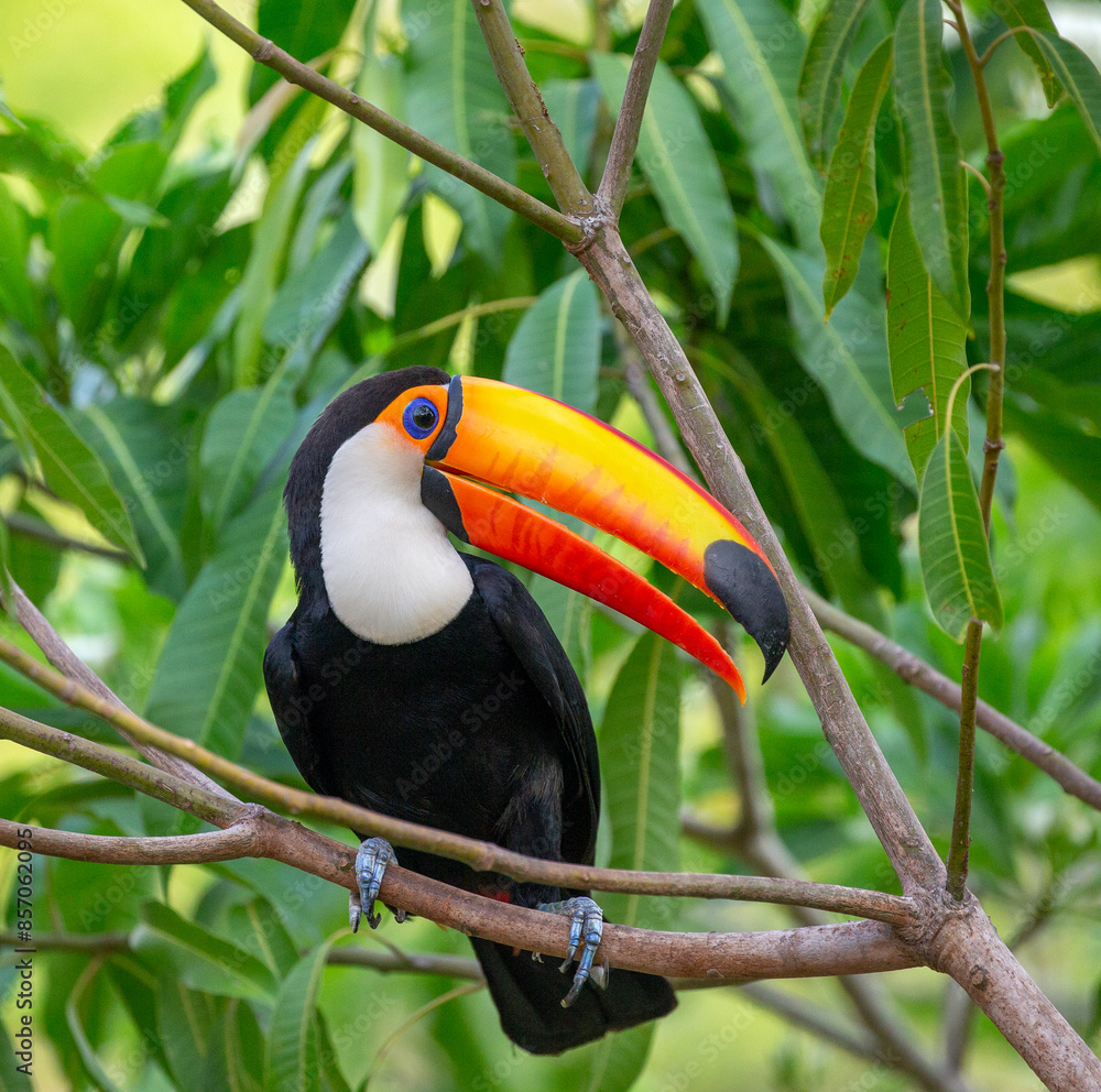 Toco toucan (Ramphastos toco) is sitting on a tree branch. Brazil. Pantanal.
Toco toucan (Ramphastos toco) is sitting on a tree branch. Brazil. Pantanal.