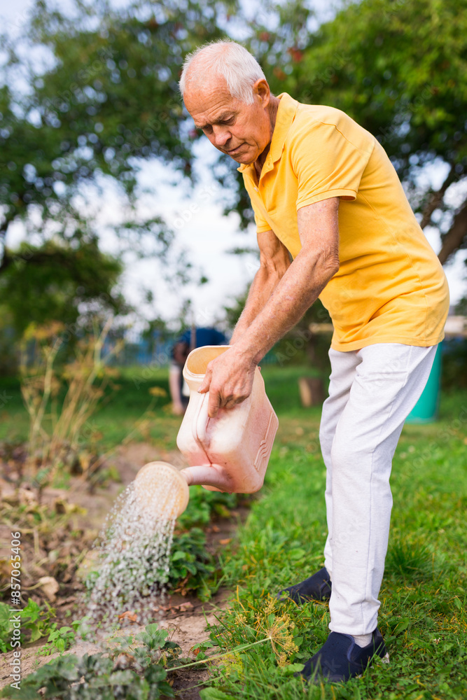 Fototapeta premium Skilled senior worker taking care of the strawberries in garden, watering plants