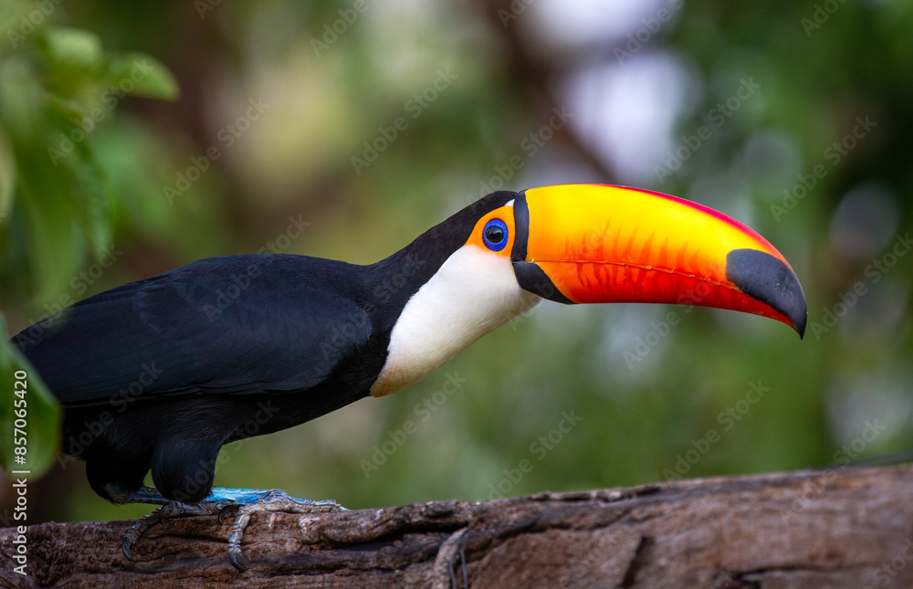 Fototapeta premium Portrait of Toco toucan (Ramphastos toco) with a big colored beak. Close-up. Brazil. Pantanal.