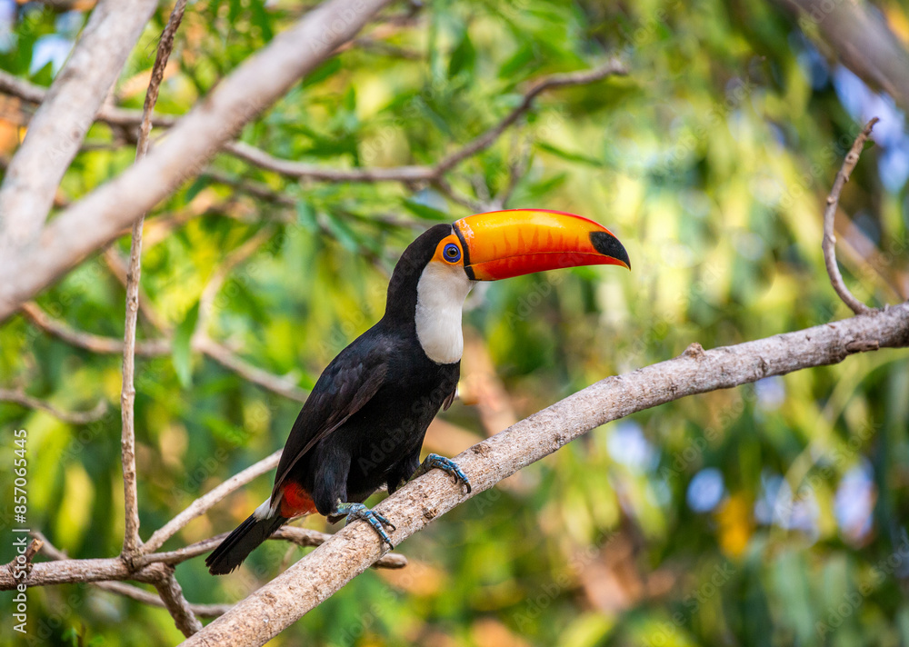 Toco toucan (Ramphastos toco) is sitting on a tree branch. Brazil. Pantanal.
Toco toucan (Ramphastos toco) is sitting on a tree branch. Brazil. Pantanal.