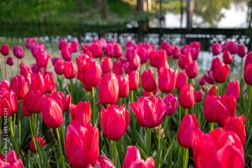 field of blooming red tulips