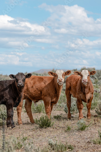 Sweet ,cute spring time baby cows. Fluffy pastel calves in the sage with baby blue sky. White faced herford calf.
