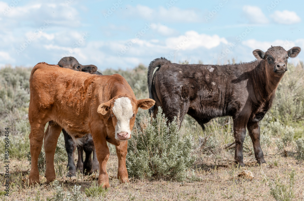 Sweet ,cute spring time baby cows. Fluffy pastel calves in the sage with baby blue sky. White faced herford calf. Sweet ,cute spring time baby cows. Fluffy pastel calves in the sage with baby blue sky. White faced herford calf.
