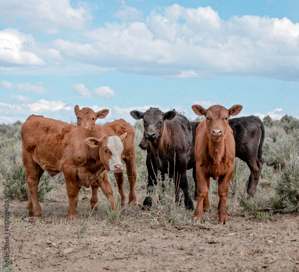 Sweet ,cute spring time baby cows. Fluffy pastel calves in the sage with baby blue sky. White faced herford calf. Sweet ,cute spring time baby cows. Fluffy pastel calves in the sage with baby blue sky. White faced herford calf.
