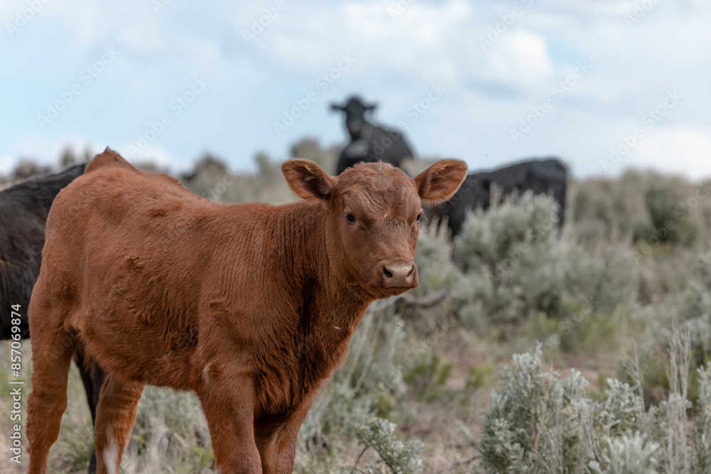 Sweet ,cute spring time baby cows. Fluffy pastel calves in the sage with baby blue sky. White faced herford calf. Sweet ,cute spring time baby cows. Fluffy pastel calves in the sage with baby blue sky. White faced herford calf.