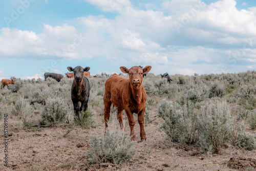 Sweet ,cute spring time baby cows. Fluffy pastel calves in the sage with baby blue sky. White faced herford calf.