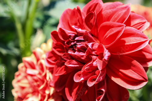 Dahlia, Decorative, Cactus, Pompon, Busshy perennial, Collarette red flowers and bud photo