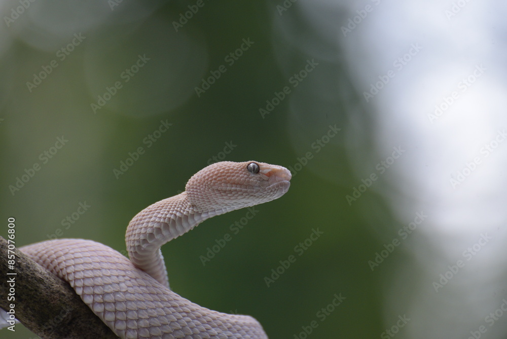 Fototapeta premium Albino mangrove pit viper on a tree branch