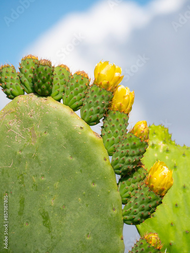 Green leaf and yellow fruit of a prickly pear (almost a cactus), in the countryside of Sardinia, under a beautiful blue sky (Italy) 