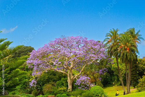 Obraz na płótnie Jacaranda mimosifolia - blue jacaranda - tree, in full bloom on a beautiful summ