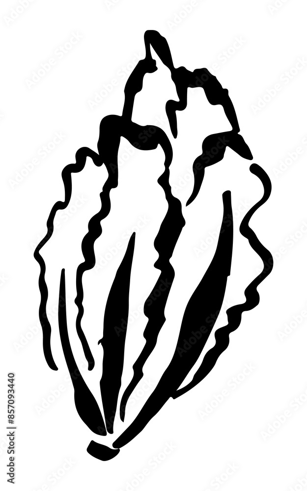 Lettuce drawing hand painted with ink brush. Png clipart isolated on transparent background Lettuce drawing hand painted with ink brush. Png clipart isolated on transparent background
