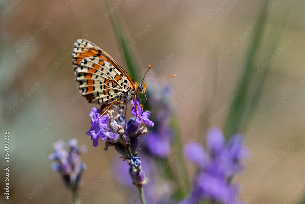 Twin-spot Fritillary butterfly, Brenthis hecate, butterfly in the grass Twin-spot Fritillary butterfly, Brenthis hecate, butterfly in the grass
