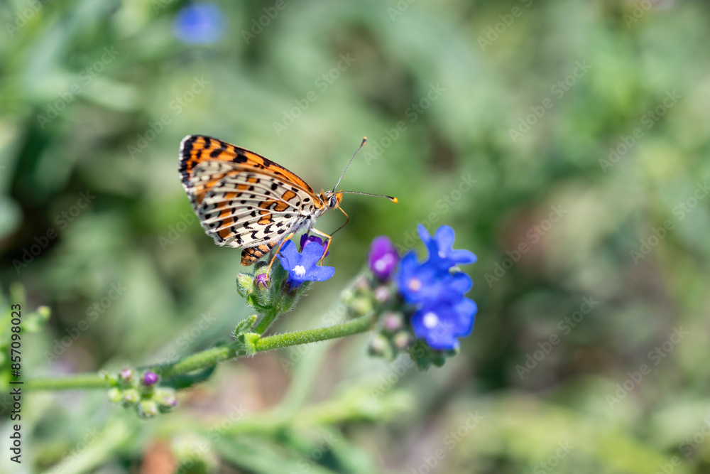 Fototapeta premium Twin-spot Fritillary butterfly, Brenthis hecate, butterfly in the grass