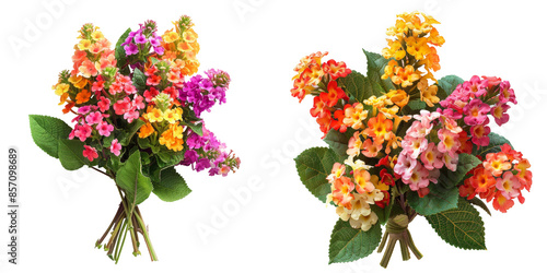 Lantana Flowers Set Isolated on Transparent or White Background, PNG © Custom Media