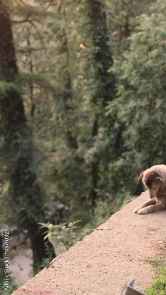 A dog in the mountains of northern India. A dog in the mountains of northern India.