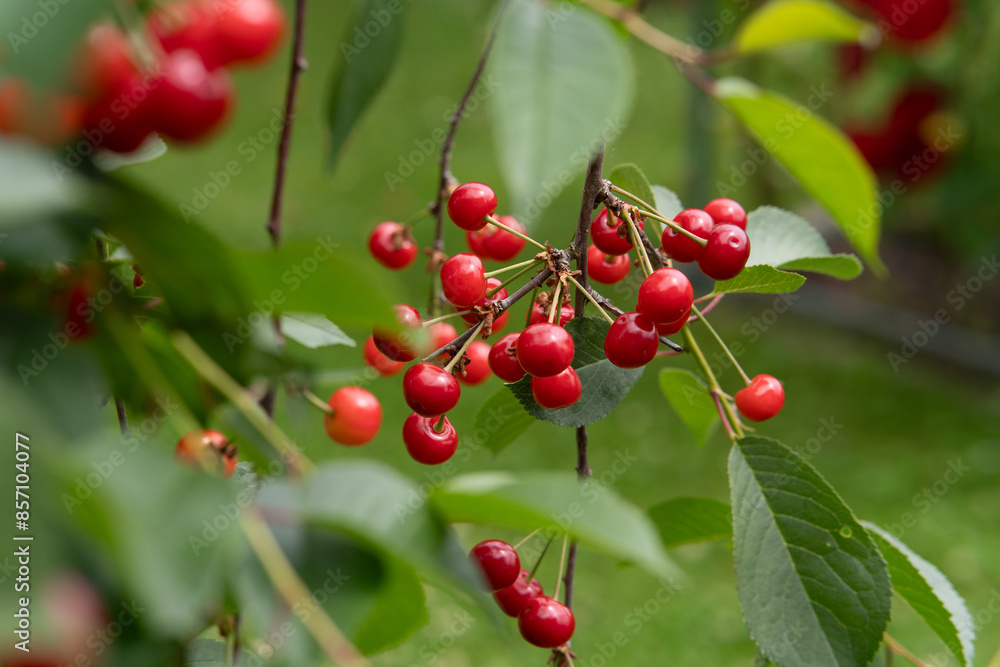 Ripe red cherries hanging from a tree with green leaves in the background Ripe red cherries hanging from a tree with green leaves in the background