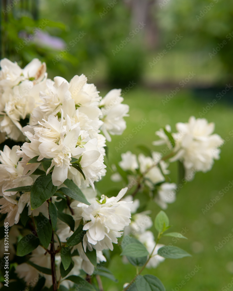 white jasmine flowers against a green lawn white jasmine flowers against a green lawn