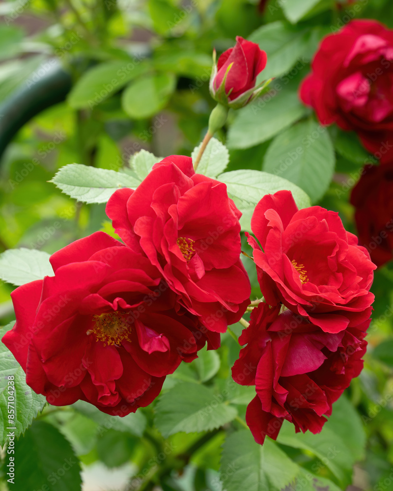 red roses against a background of green leaves red roses against a background of green leaves