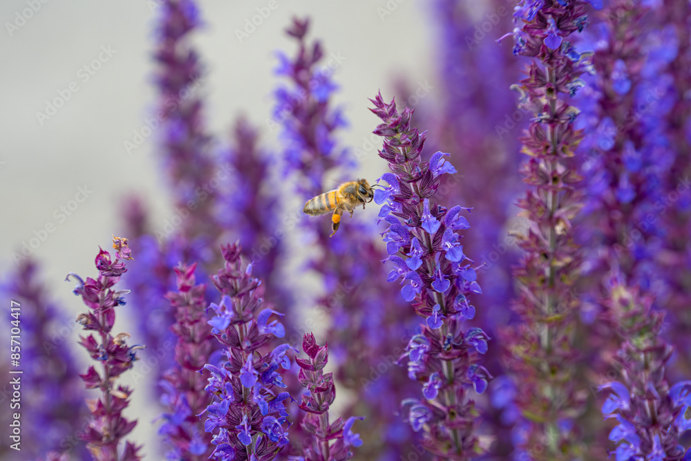 Naklejka premium purple flowers and flying bee