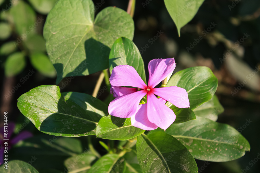 Catharanthus or Periwinkle purple flowers Catharanthus or Periwinkle purple flowers