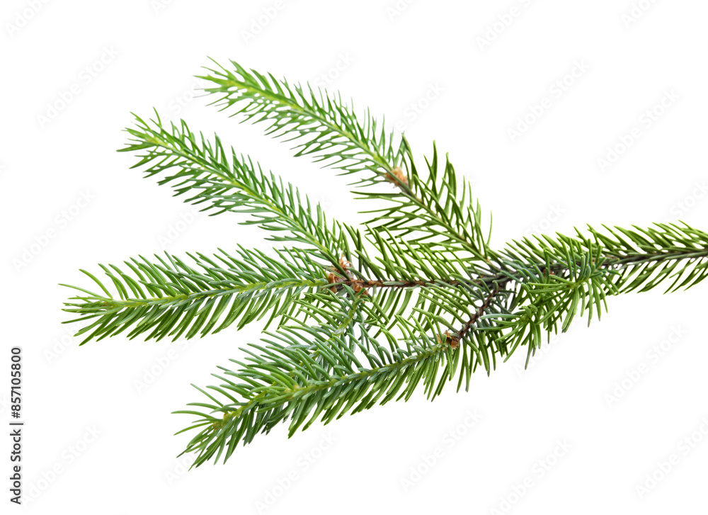 Obraz premium Green pine tree branch isolated on white