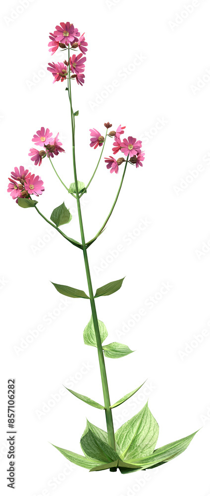 3D Rendering Campion Flowers on White 3D Rendering Campion Flowers on White