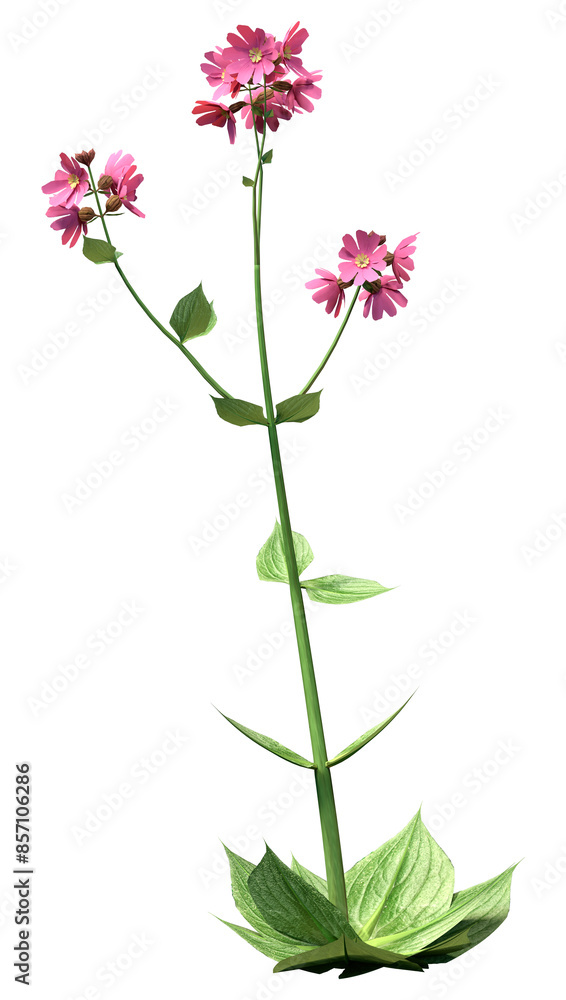 3D Rendering Campion Flowers on White 3D Rendering Campion Flowers on White