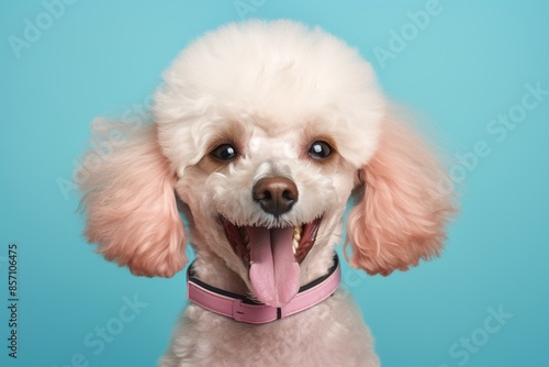 Portrait of a smiling poodle while standing against solid pastel color wall