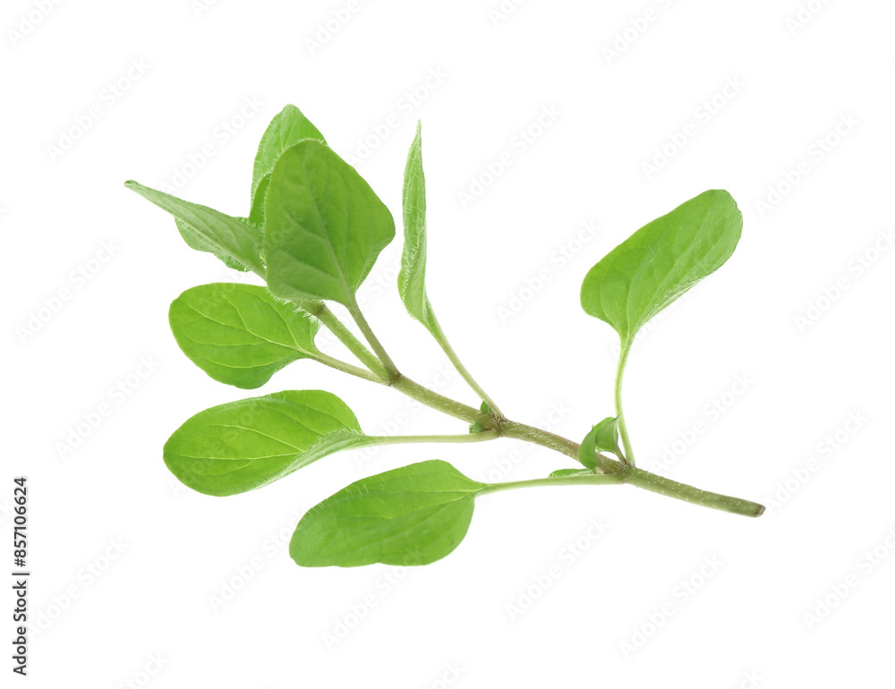 Sprig of fresh green oregano isolated on white Sprig of fresh green oregano isolated on white