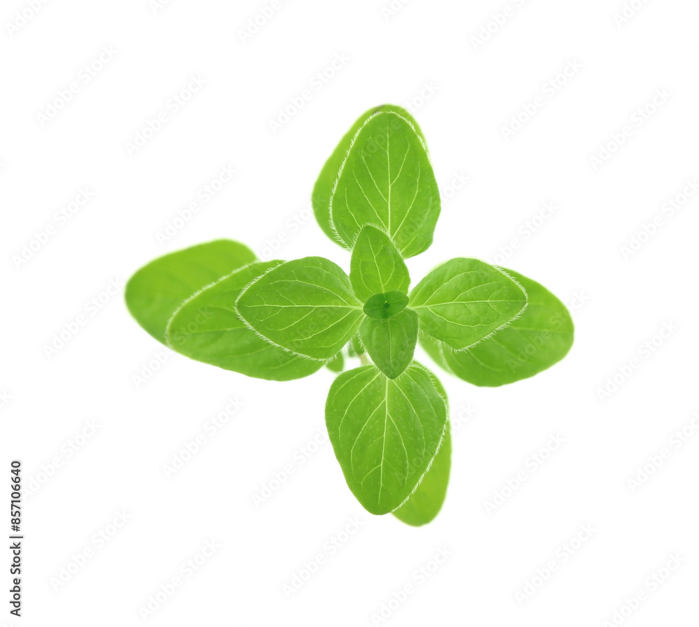 Sprig of fresh green oregano isolated on white Sprig of fresh green oregano isolated on white