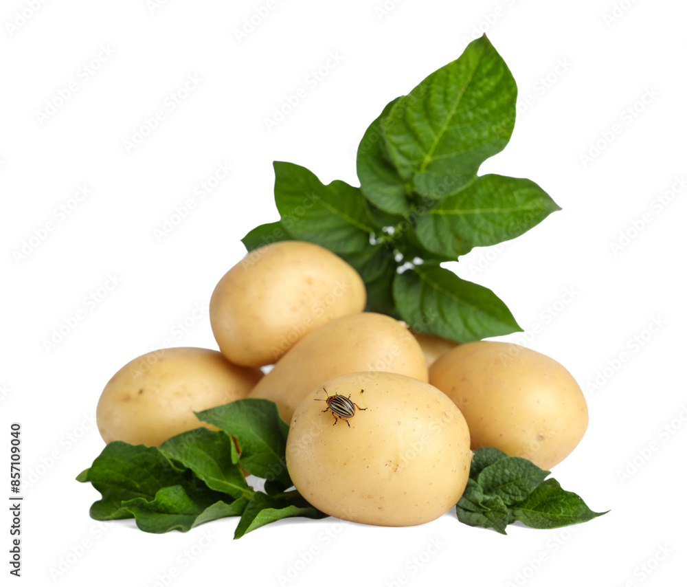 Fresh raw potatoes and green leaves isolated on white Fresh raw potatoes and green leaves isolated on white