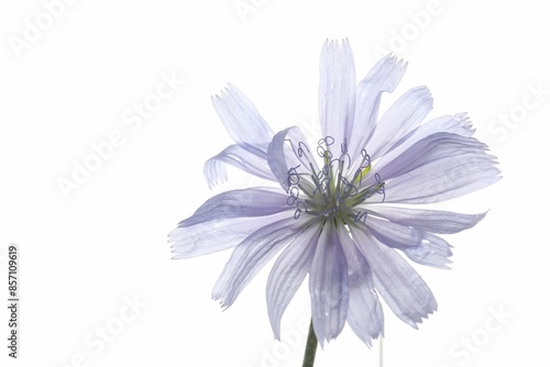 One beautiful chicory flower isolated on white photo
