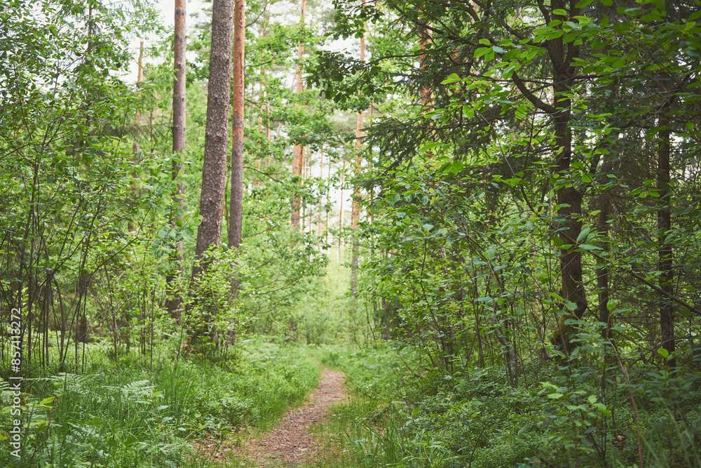 Obraz premium ścieżka,las 