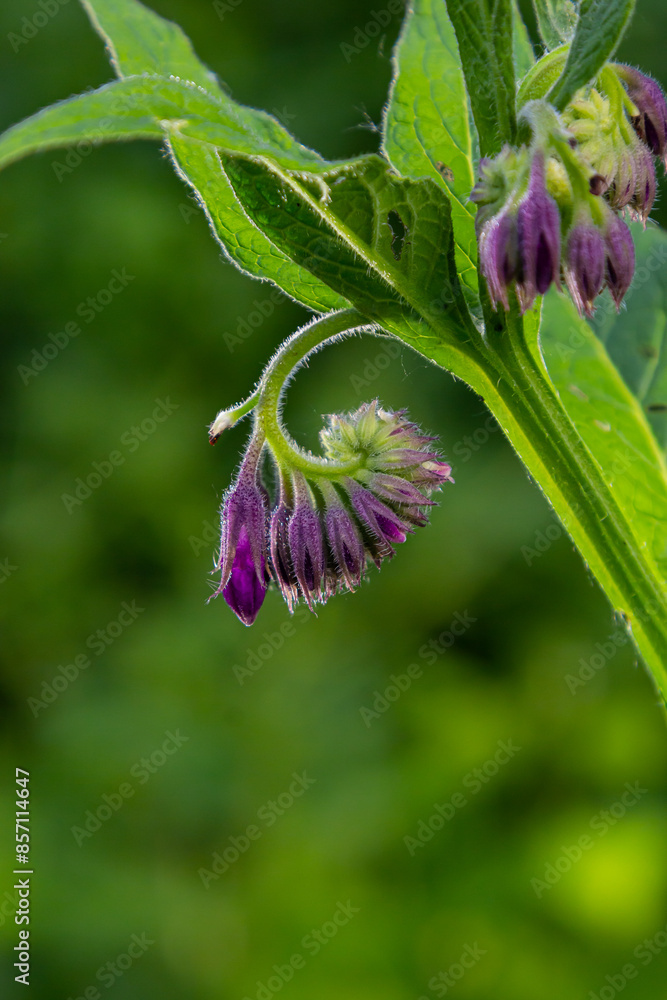 In the meadow, among wild herbs the comfrey Symphytum officinale is blooming In the meadow, among wild herbs the comfrey Symphytum officinale is blooming