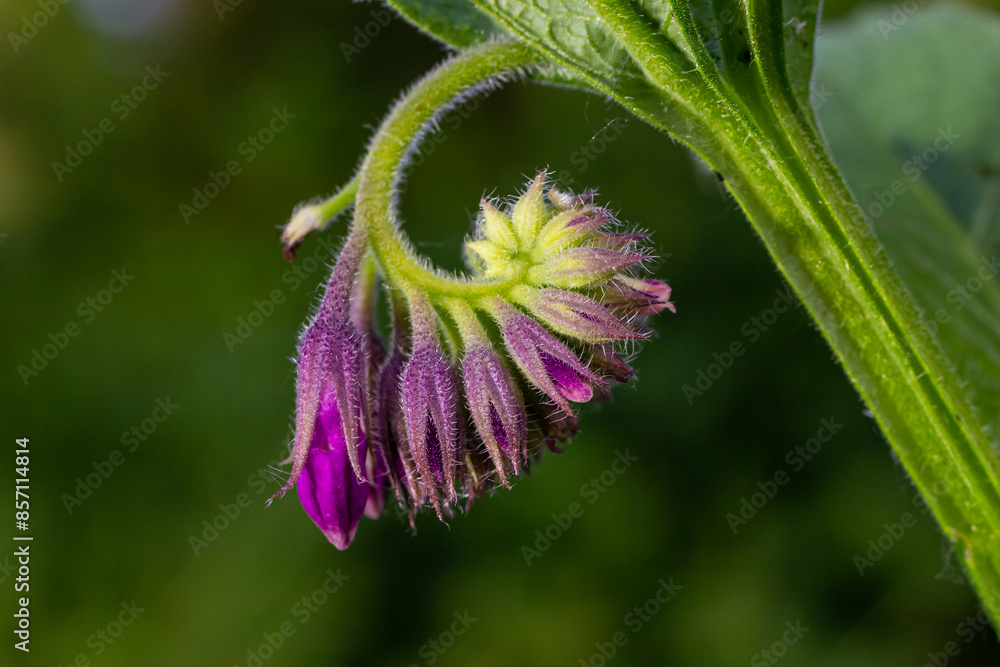In the meadow, among wild herbs the comfrey Symphytum officinale is blooming In the meadow, among wild herbs the comfrey Symphytum officinale is blooming