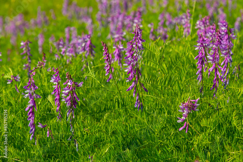 Vetch, vicia cracca valuable honey plant, fodder, and medicinal plant. Fragile purple flowers background. Woolly or Fodder Vetch blossom in spring garden photo
