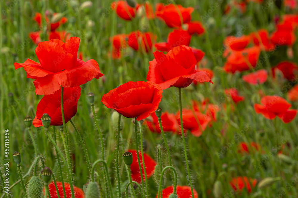 Papaver rhoeas or common poppy, red poppy is an annual herbaceous flowering plant in the poppy family, Papaveraceae, with red petals Papaver rhoeas or common poppy, red poppy is an annual herbaceous flowering plant in the poppy family, Papaveraceae, with red petals