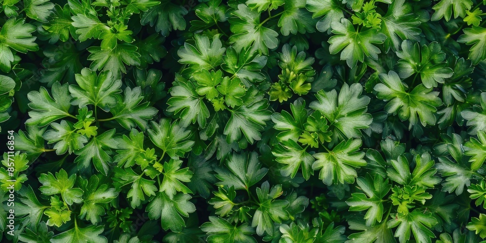 A close-up shot of a variety of green plants, with textures and details visible A close-up shot of a variety of green plants, with textures and details visible