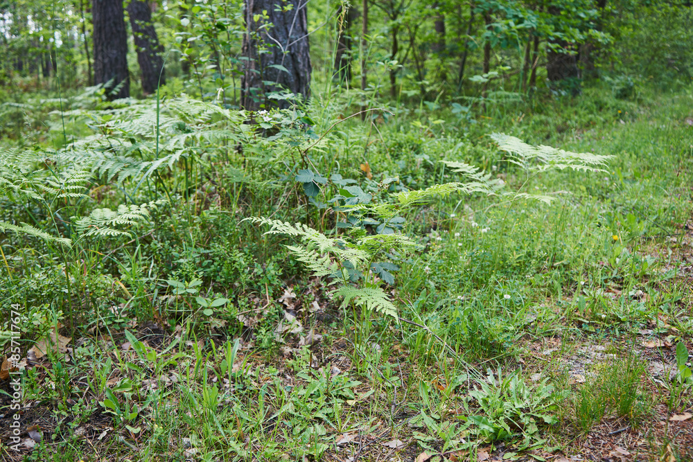 Obraz premium paprocie,las