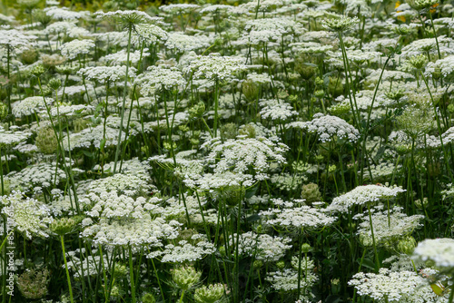 Daucus carota known as wild carrot blooming plant