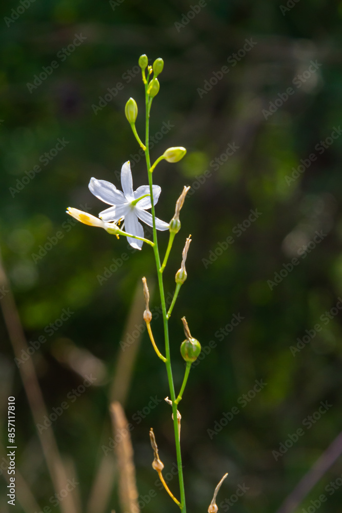 Fragile white and yellow flowers of Anthericum ramosum, star-shaped, growing in a meadow in the wild, blurred green background, warm colors, bright and sunny summer day Fragile white and yellow flowers of Anthericum ramosum, star-shaped, growing in a meadow in the wild, blurred green background, warm colors, bright and sunny summer day
