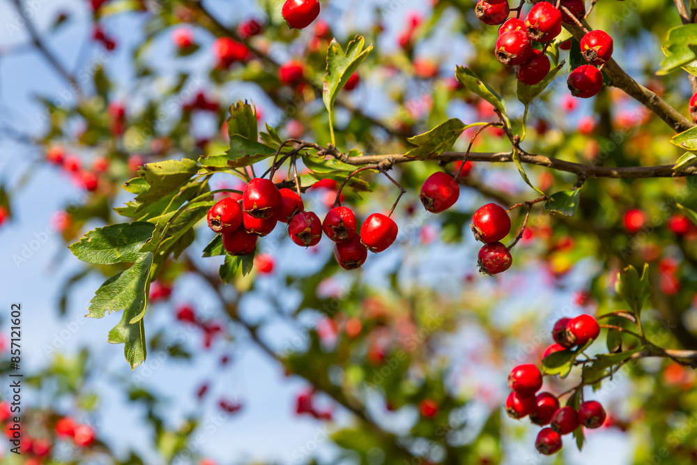 Hawthorn red berries grow on a bush Hawthorn red berries grow on a bush