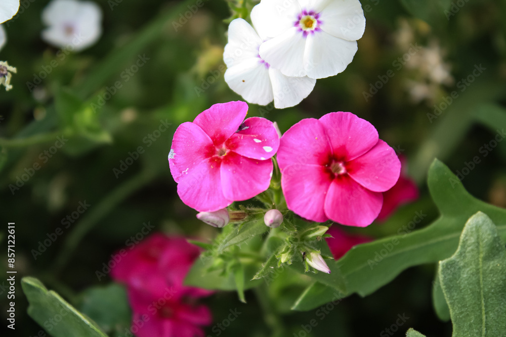 Fototapeta premium Lush beautiful Red Phlox garden flowers 