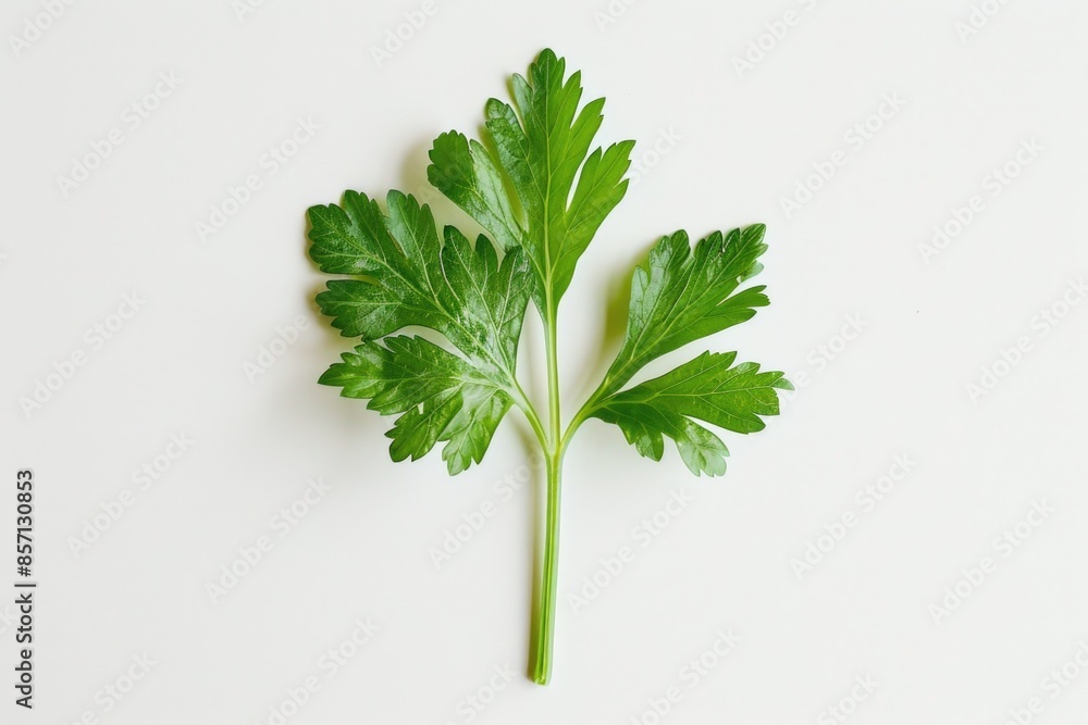 A single green leaf placed on a clean white surface A single green leaf placed on a clean white surface