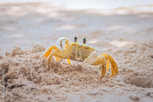 Crabe jaune de La Martinique, Antilles Françaises, sur une plage de sable blanc, qui sort de son trou.	 photo