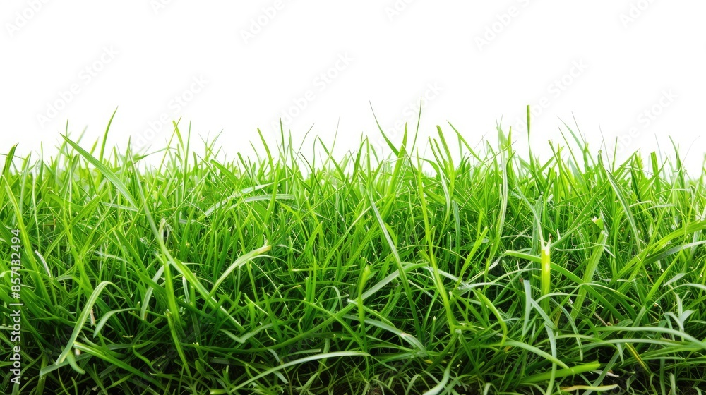 Obraz premium White background with green grass